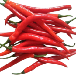 red chilli hybrid